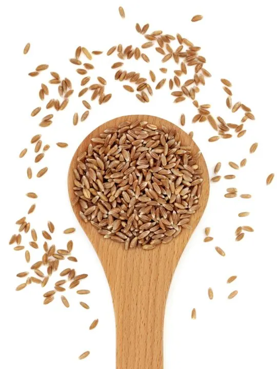 Farro wheat kernels in a wooden spoon